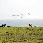 Highland cows and migrating geese on Islay